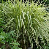 Variegated Maiden Grass